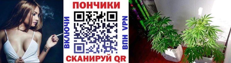 Каннабис SATIVA & INDICA  Плёс 